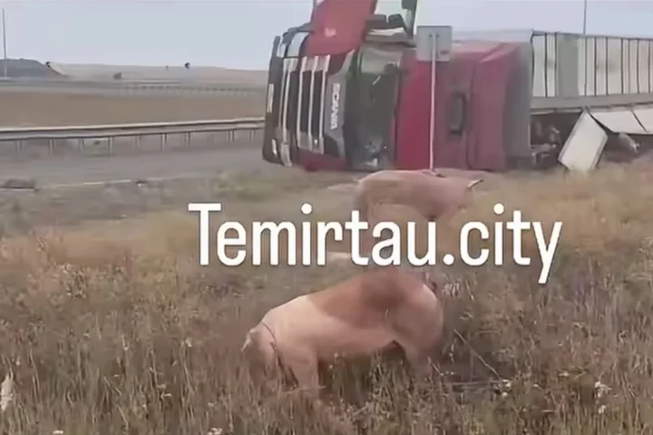 Под Темиртау перевернулся грузовик со 193 свиньями