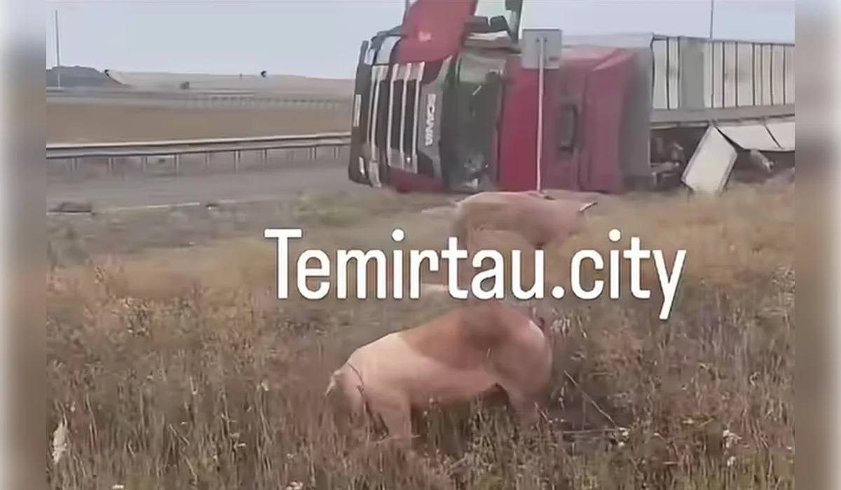 Опрокинувшийся грузовик Scania со свиньями на трассе Астана — Караганда под Темиртау