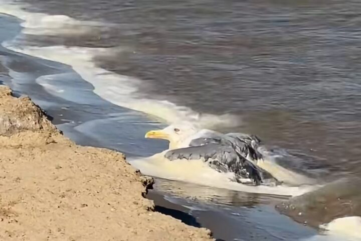 На Актюбинском водохранилище взяли пробы после гибели птиц
