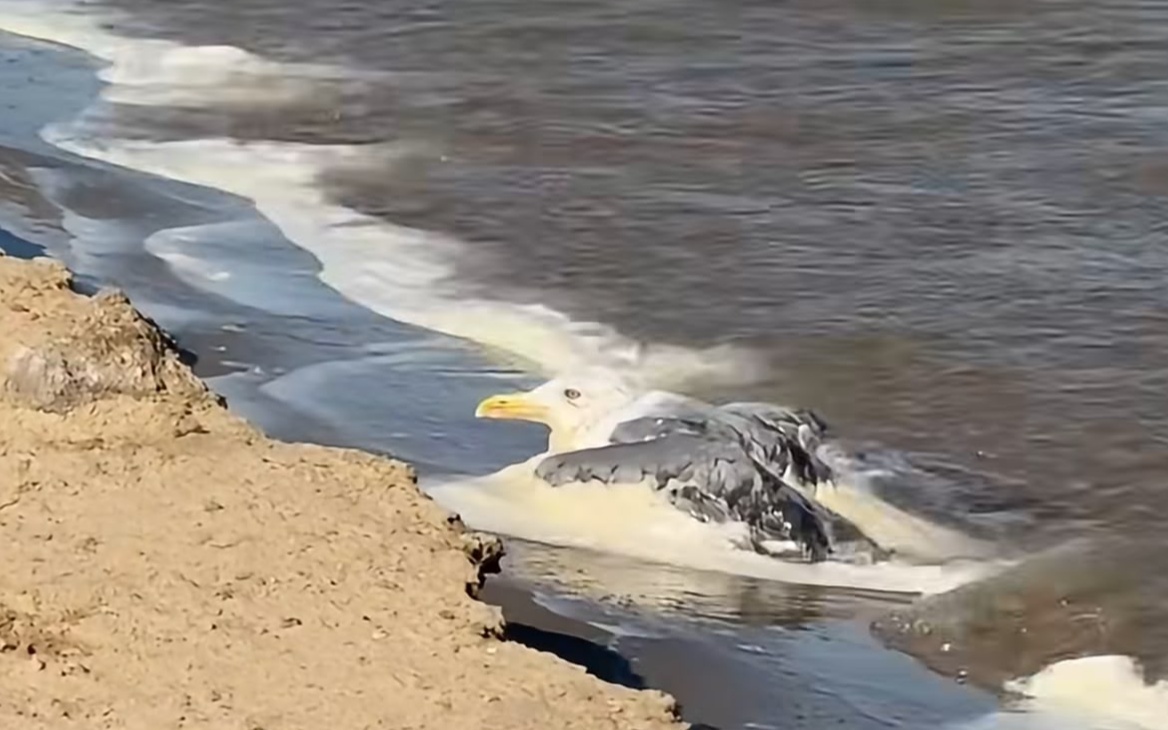 Песчаный берег Актюбинского водохранилища у кромки воды, где обнаружили погибших птиц