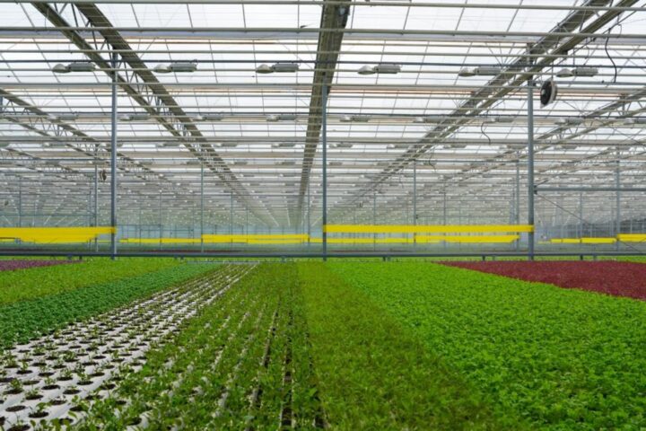 Переработка сельхозсырья в Казахстане выросла до 64%