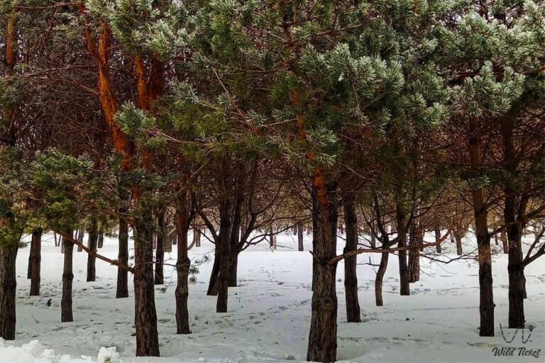 1674054692 zheruyk astana park 5 768x512