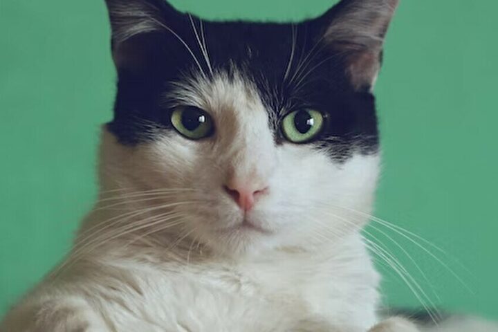Антикафе Meow Cat Cafe — Астана